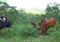 Back to the farm, the new puppy is born, catches bugs for the cow - Building life