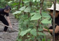 Daily Alone Life, Corn Planting - Take care of the vegetable garden || Hà Thị Diện