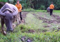 Plow and harrow with buffalo, Renovates the land to grow vegetables - Building life