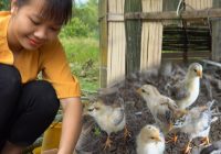 How to build a farm in the countryside, the girl builds a chicken coop - build free life