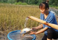 Build rice fields into ponds, Winter-spring fish farming, New free life | Hà Thị Diện