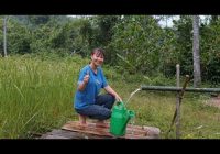 Supplying Domestic Water By Bamboo Pipe | Take Care of the Vegetable Garden