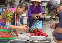Mountain Specialties: Find Catch Snails and Bring To The Market To Sell - Hà Thị Diện