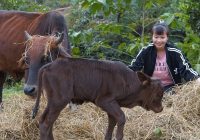hoe to improve the land to grow vegetables and catch worms, feed the cows with straw.