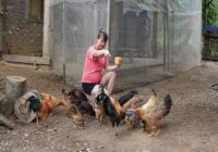 ProduFree life roasting fat chickens grazing pigs, taking care of farm animals.ce