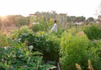 Transforming an Abandoned Land into a Vegetable Food Forest - Part 1