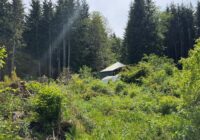 YEAR 10 - Fruit Trees in the Wilderness and Living in a YURT. Why everything got swallowed LIVE