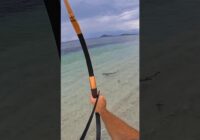 Bowfishing hunting sharks